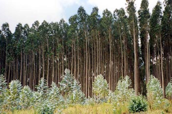 Eucalyptus globulus