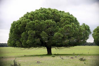 Pinus pinea